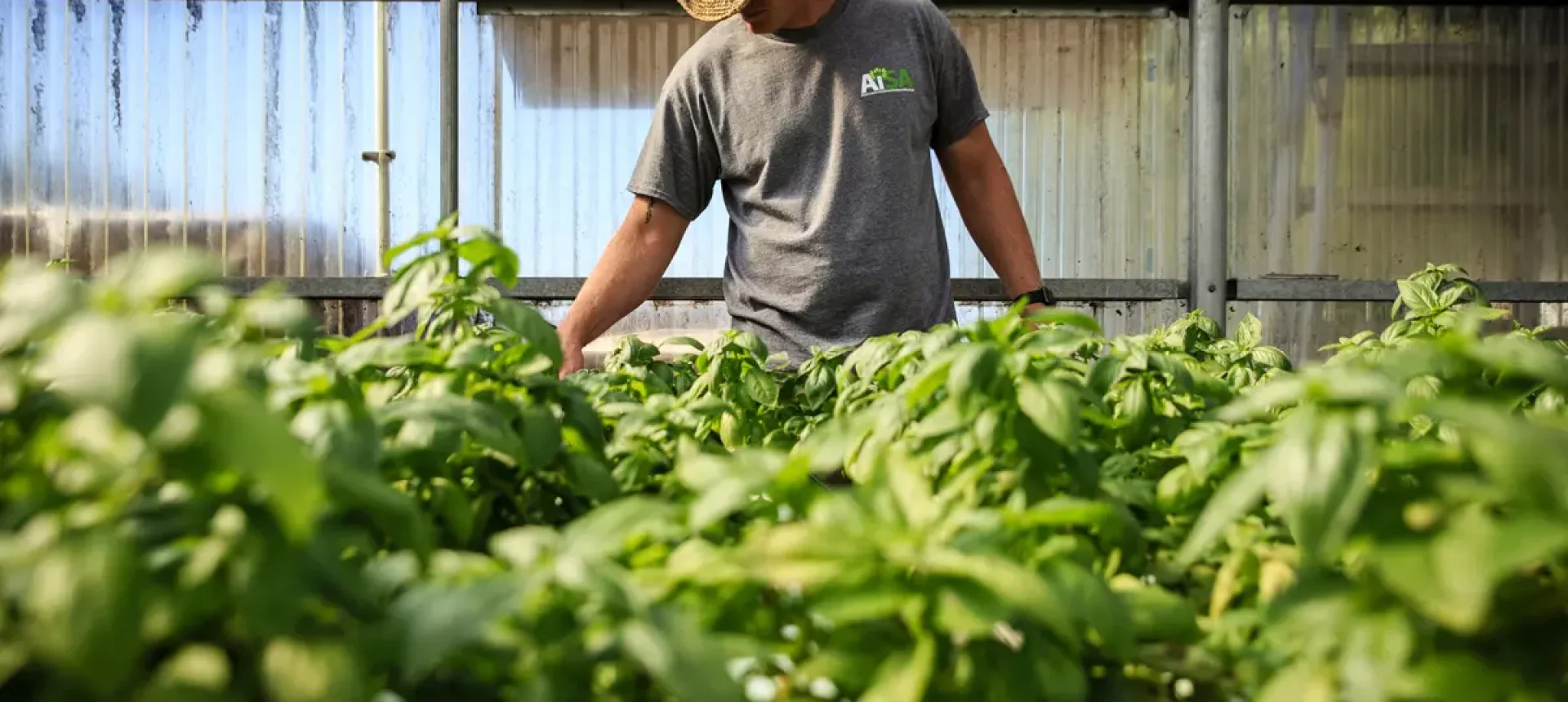 خواص سبزیجات و میوه‌ های خشک