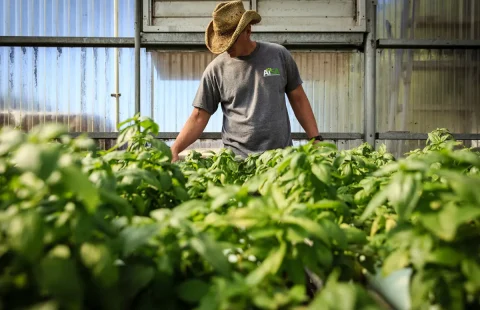 خواص سبزیجات و میوه‌ های خشک