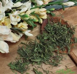 برگ مرزه خشک