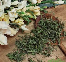 برگ مرزه خشک