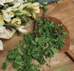 برگ گشنیز خشک